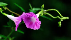 植物牵牛花图片壁纸_17