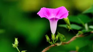 植物牵牛花图片壁纸_18