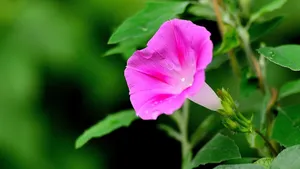 植物牵牛花图片壁纸_21
