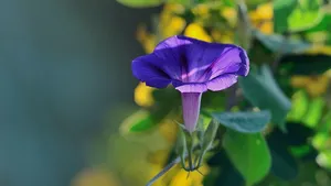 植物牵牛花图片壁纸_22