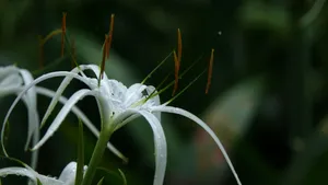 蜘蛛兰图片_4