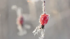 冬季霜降季节的红果实图片_2