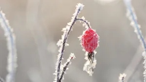 冬季霜降季节的红果实图片_3