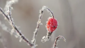 冬季霜降季节的红果实图片_4