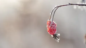 冬季霜降季节的红果实图片_5