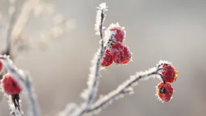 冬季霜降季节的红果实图片_6