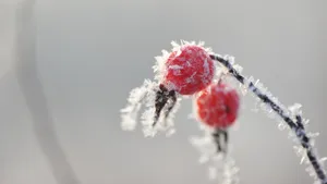 冬季霜降季节的红果实图片_7