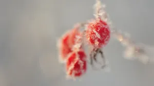 冬季霜降季节的红果实图片_8