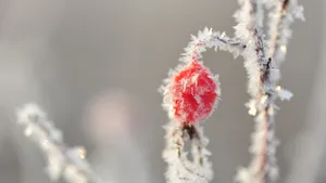冬季霜降季节的红果实图片_9