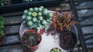 盆栽植物花卉图片_3