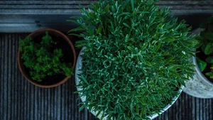 盆栽植物花卉图片_4