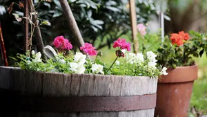 盆栽植物花卉图片_7