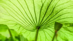 大片绿色荷叶图片大全