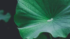 大片绿色荷叶图片大全_3