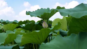 大片绿色荷叶图片大全_4