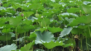 大片绿色荷叶图片大全_5