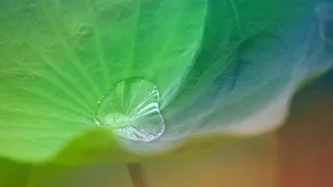 大片绿色荷叶图片大全_8