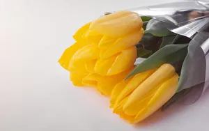 一束郁金香的图片壁纸_8