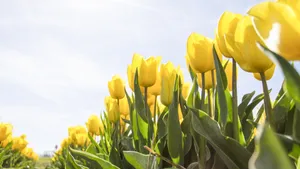 高清郁金香花海图片