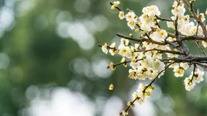 冬日腊梅花图片壁纸