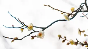 冬日腊梅花图片壁纸_3