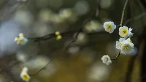 冬日腊梅花图片壁纸_4