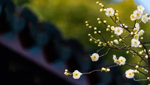 冬日腊梅花图片壁纸_5