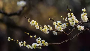 冬日腊梅花图片壁纸_6