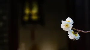 冬日腊梅花图片壁纸_7