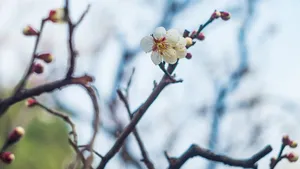 冬日腊梅花图片壁纸_8