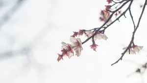 冬日腊梅花图片壁纸_9