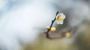 冬日腊梅花图片壁纸_10