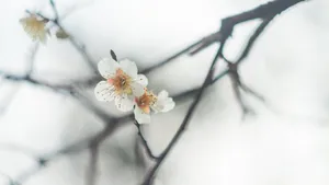冬日腊梅花图片壁纸_11