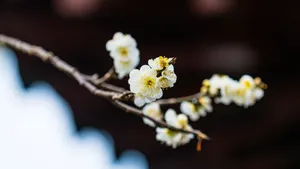冬日腊梅花图片壁纸_12