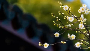冬日腊梅花图片壁纸_13