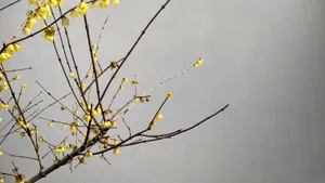 冬日腊梅花图片壁纸_14
