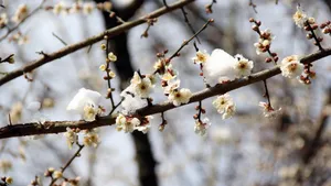 冬日腊梅花图片壁纸_15