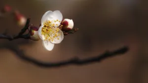 冬日腊梅花图片壁纸_17