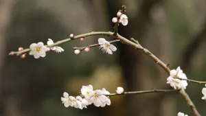冬日腊梅花图片壁纸_18