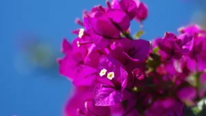 5k高清三角梅图片_8