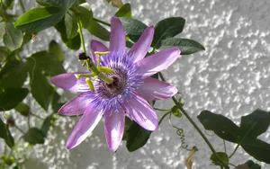 西番莲花图片_2