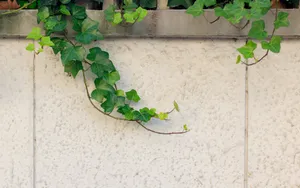 绿色植物爬山虎图片_2