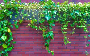 绿色植物爬山虎图片_3