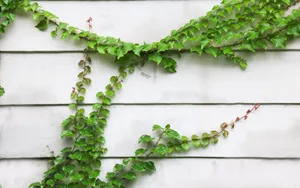 绿色植物爬山虎图片_4