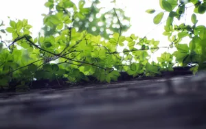 绿色植物爬山虎图片_6