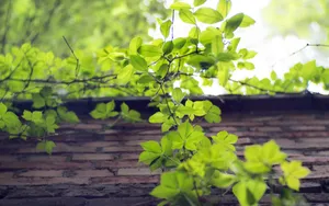 绿色植物爬山虎图片_7