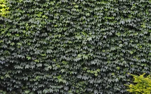 绿色植物爬山虎图片_10