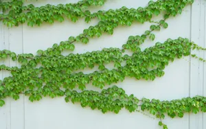 绿色植物爬山虎图片_12