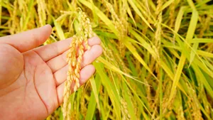 稻花香水稻图片_9