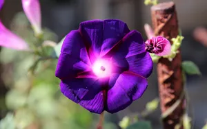 高清牵牛花壁纸_2